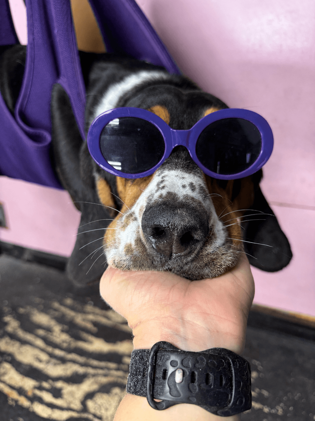 Dog wearing purple sunglasses during a grooming visit