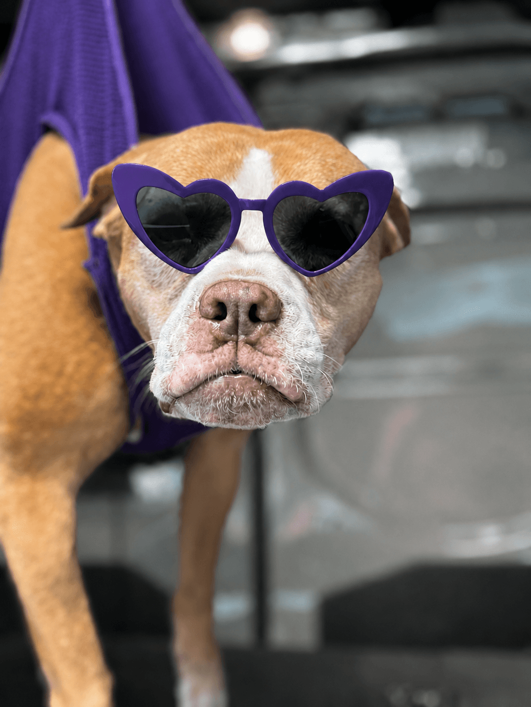 Dog wearing purple heart sunglasses in the mobile spa