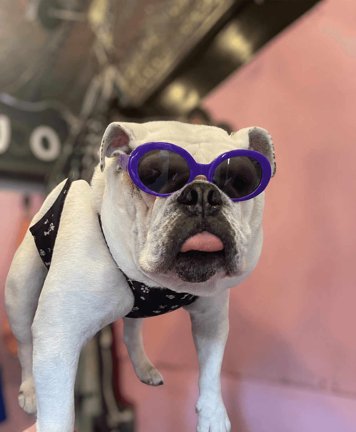 White bulldog wearing purple sunglasses in the mobile spa