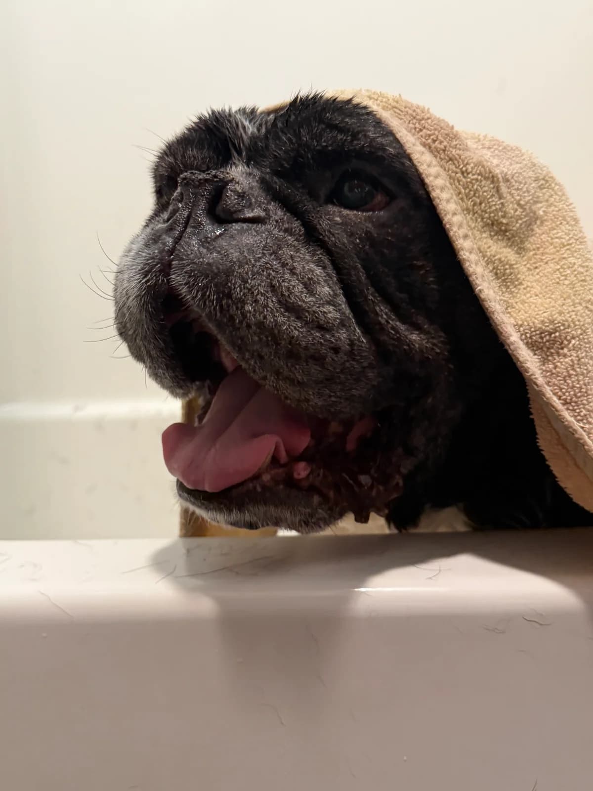 Black pug with a tan towel draped over its head after a bath