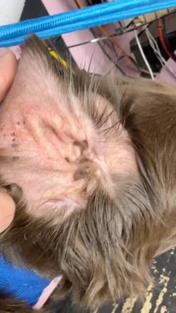 Close-up of a brown dog's ear flap held open, with skin and dark debris visible