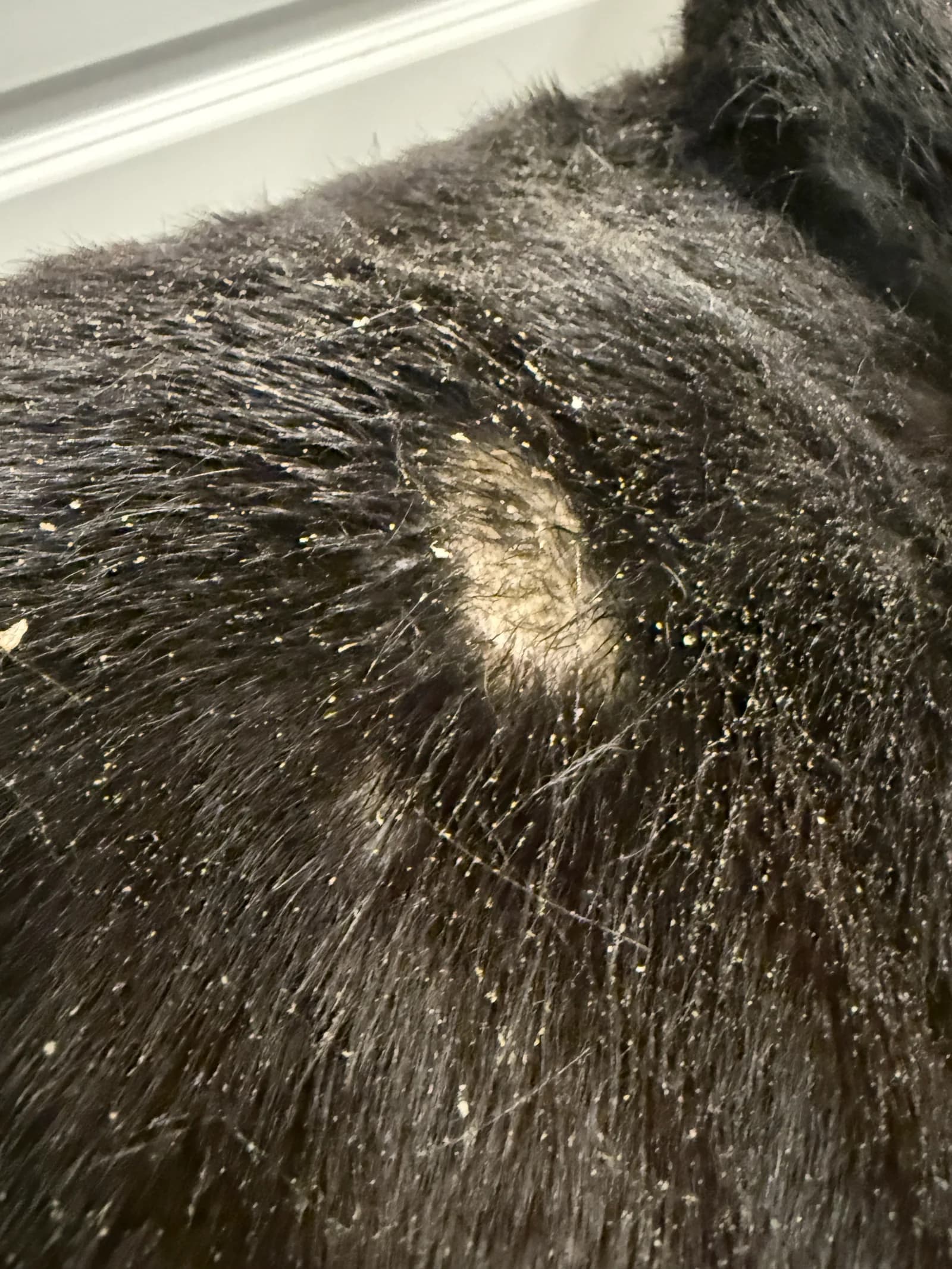 Close-up of a black dog's coat with visible flakes and a small patch of exposed skin