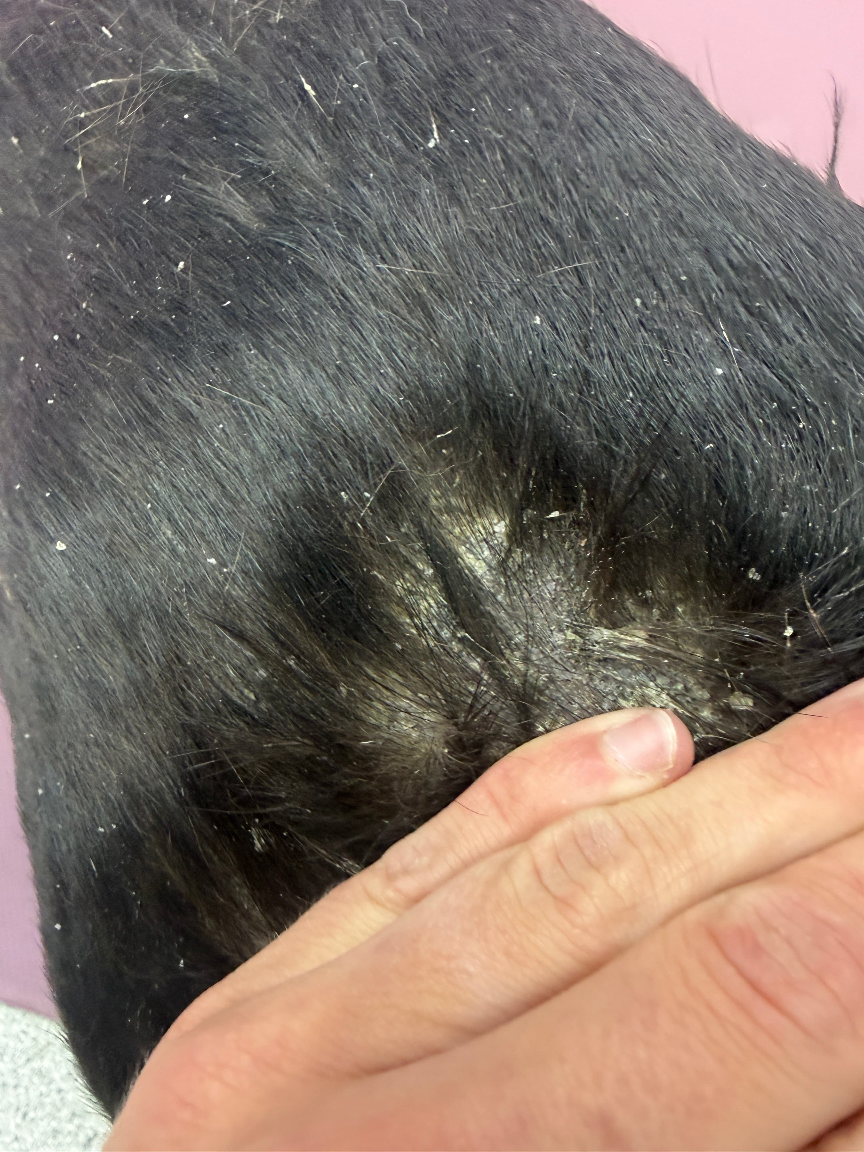 Close-up of flaky skin on a black dog's coat