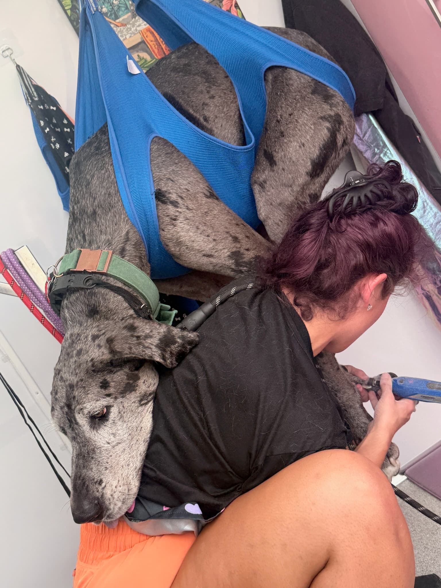 Jamie calmly trimming nails for a dog supported in a grooming sling
