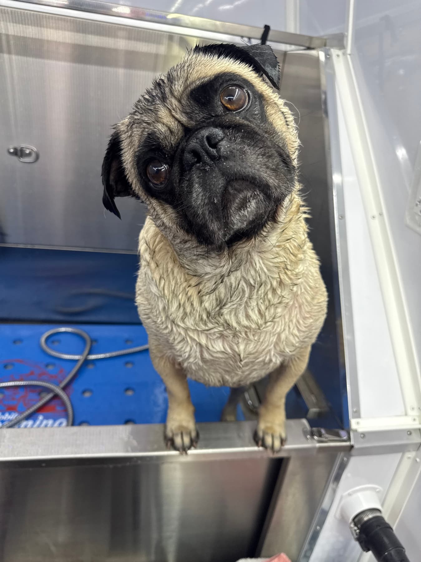 Wet pug looking up during a bath in the mobile spa