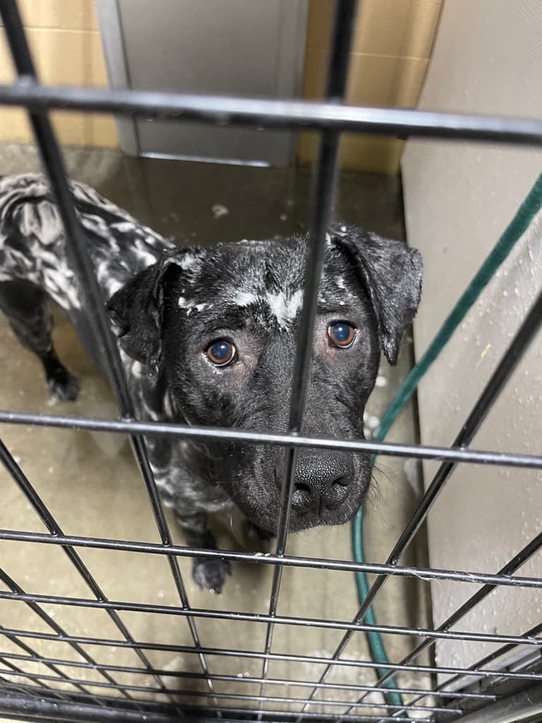 Shelter dog looking through a kennel gate during a bath