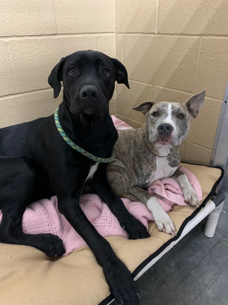 Two shelter dogs resting together on a bed