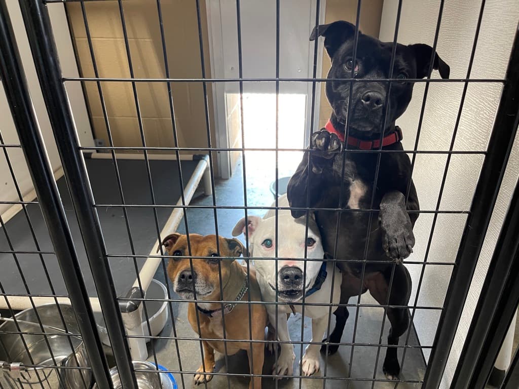 Three shelter dogs looking through a kennel gate