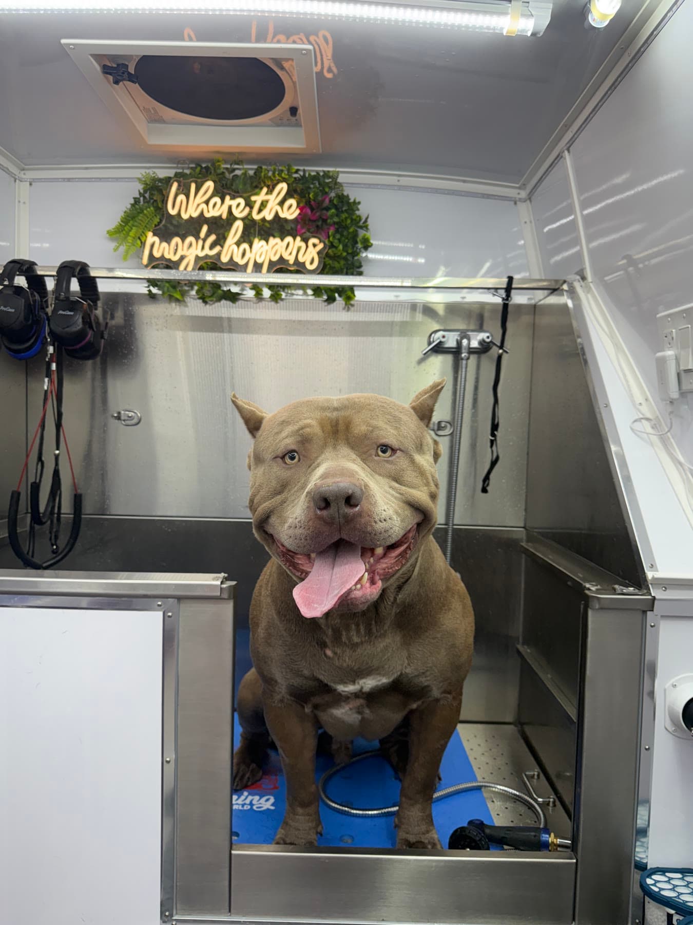 Smiling dog sitting in the Healing with Dogs mobile spa