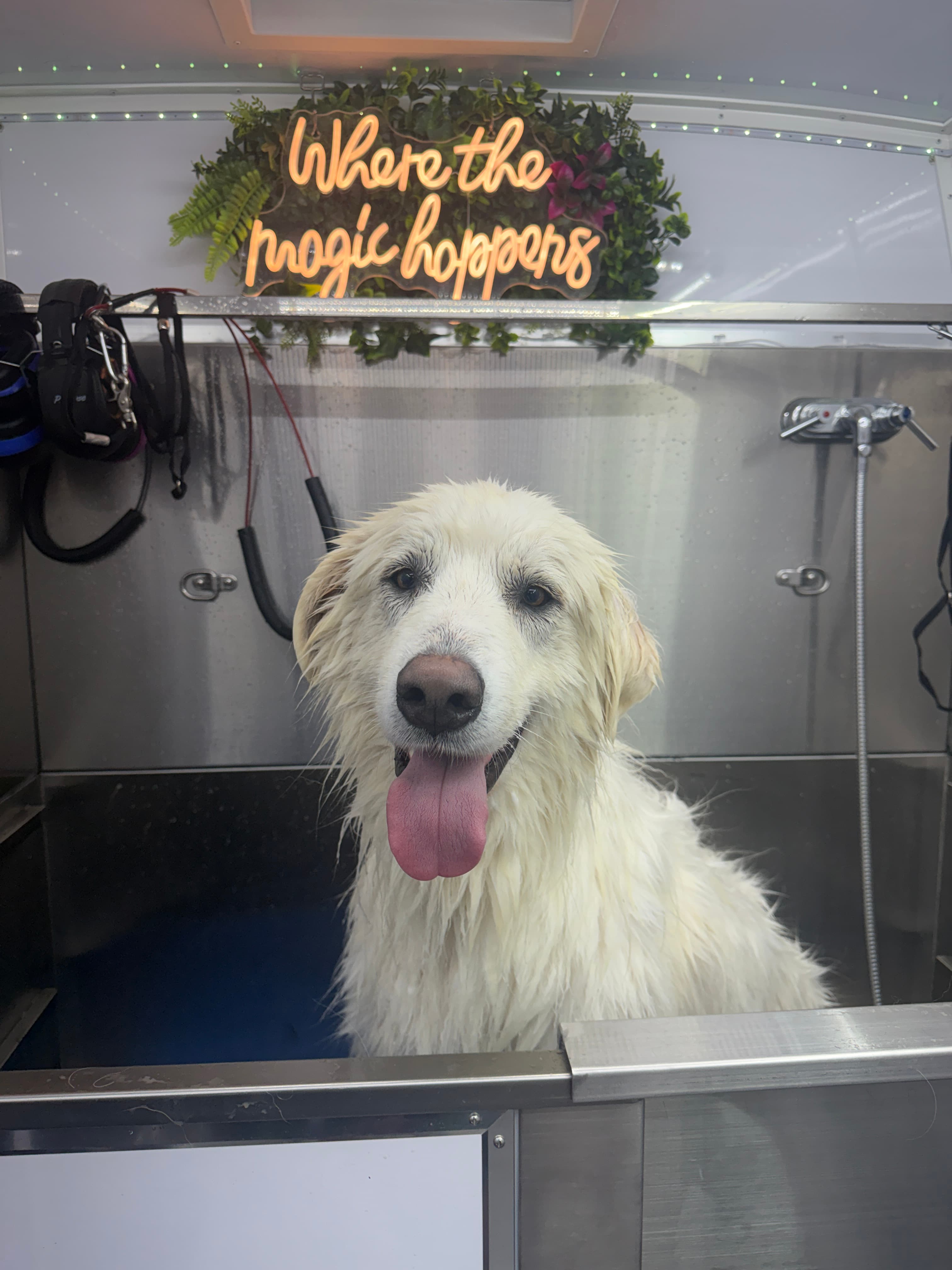 Happy wet dog in the mobile spa tub