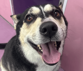 Smiling husky mix in the grooming spa