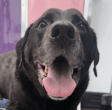 Happy black senior dog in the grooming spa
