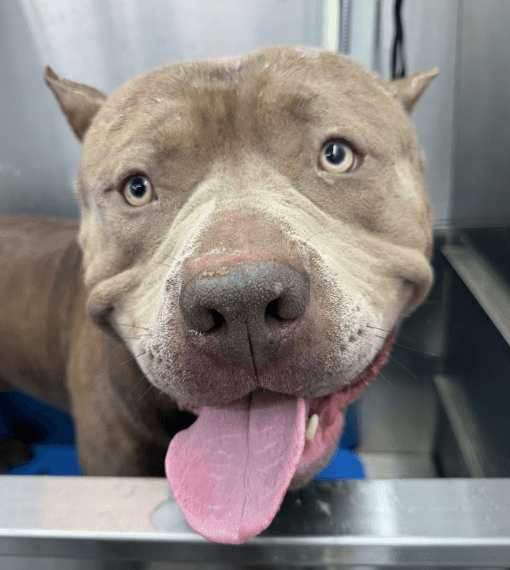 Smiling tan dog in a grooming tub