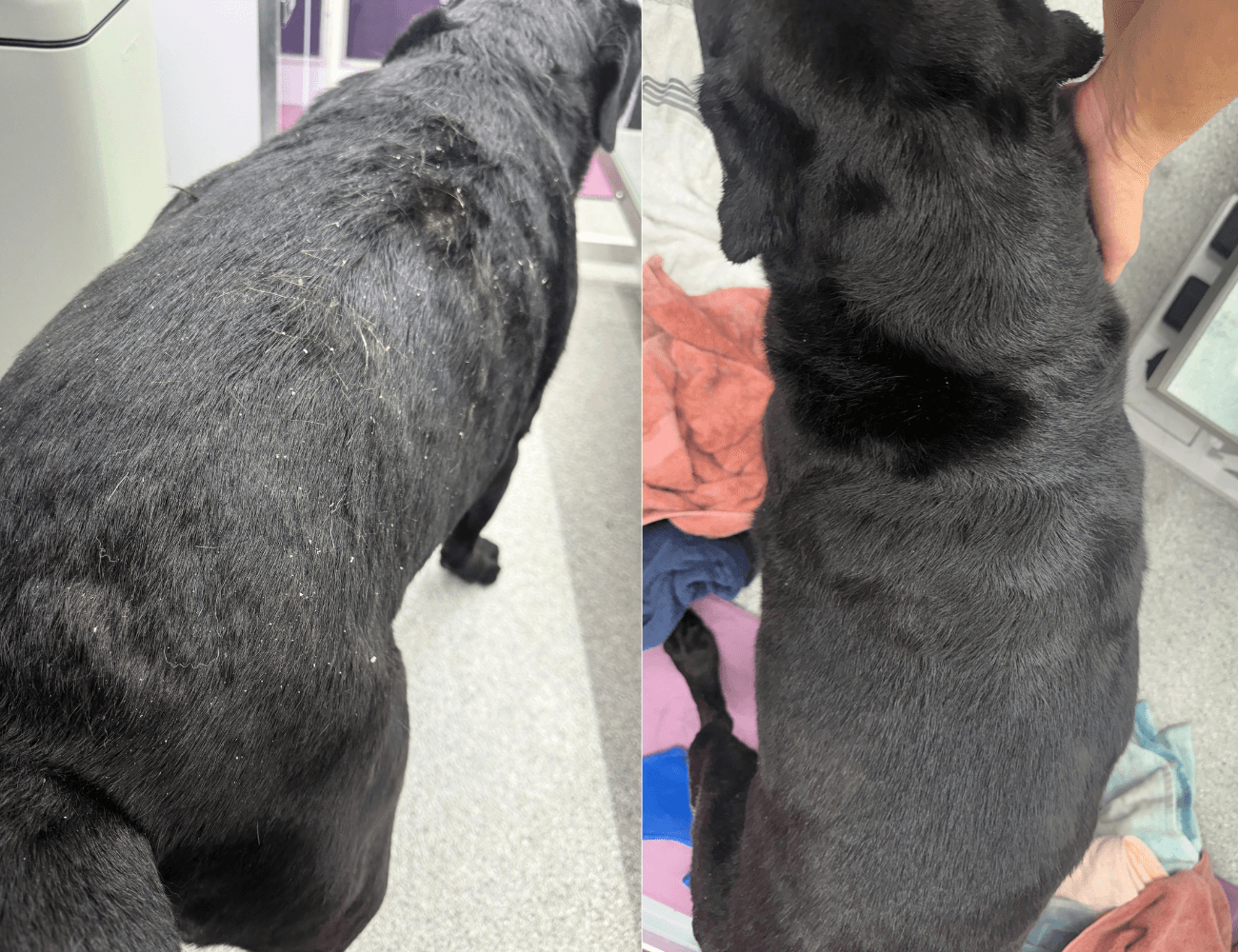 Before and after view of a black dog's coat after restorative skin and coat care