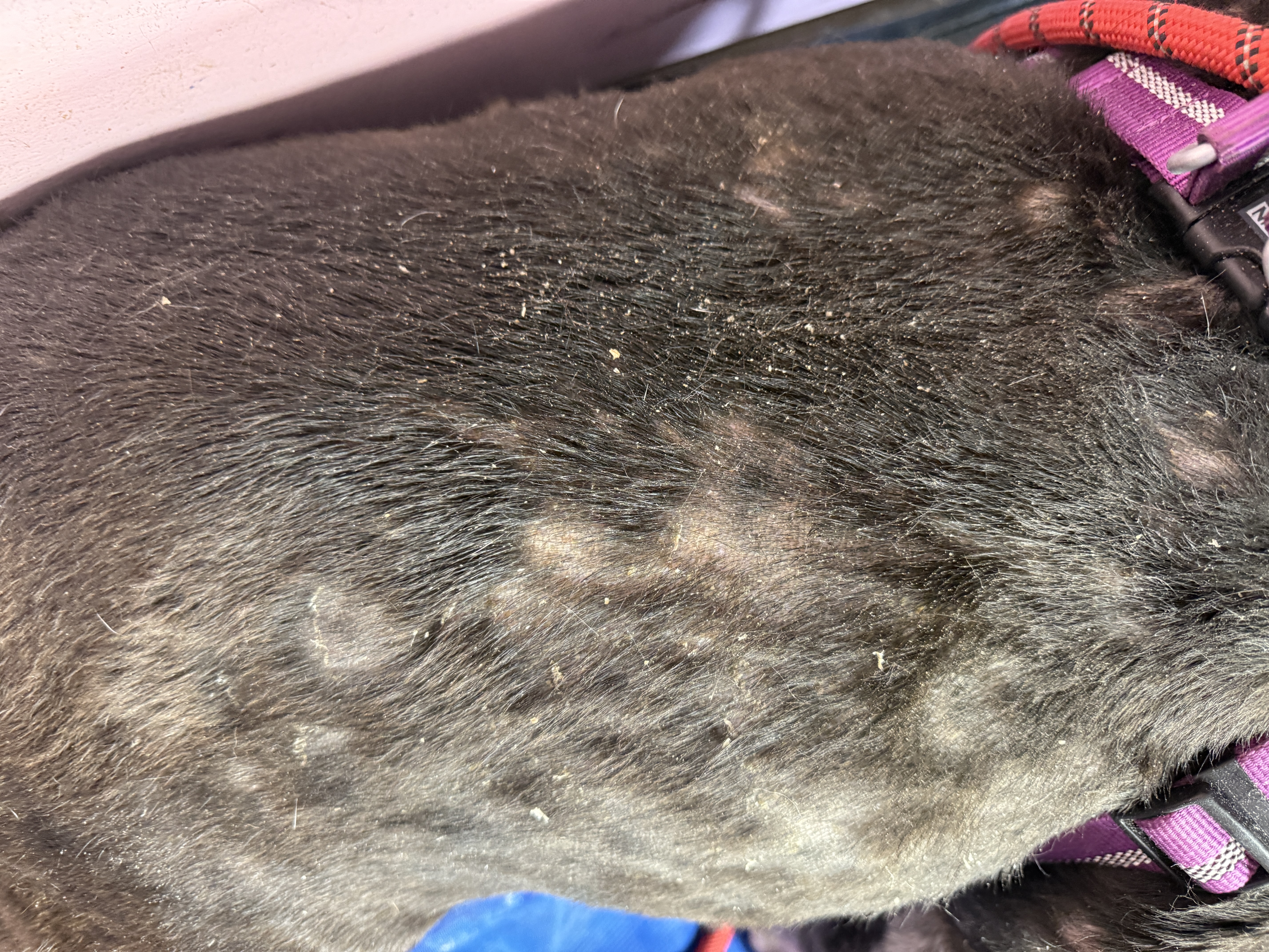 White dandruff flakes visible in a black dog's coat
